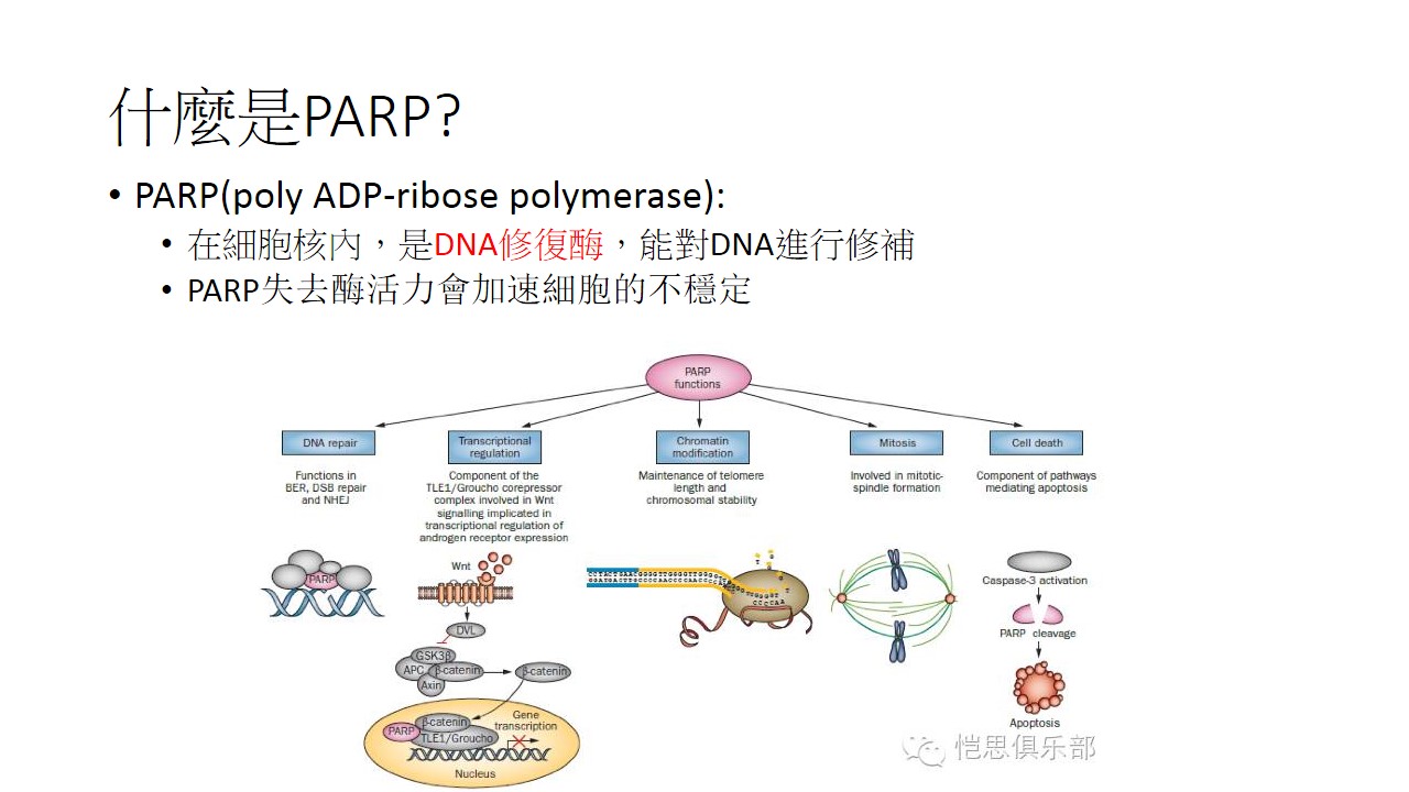 卵巢癌治療新標靶PARP 抑制劑 1