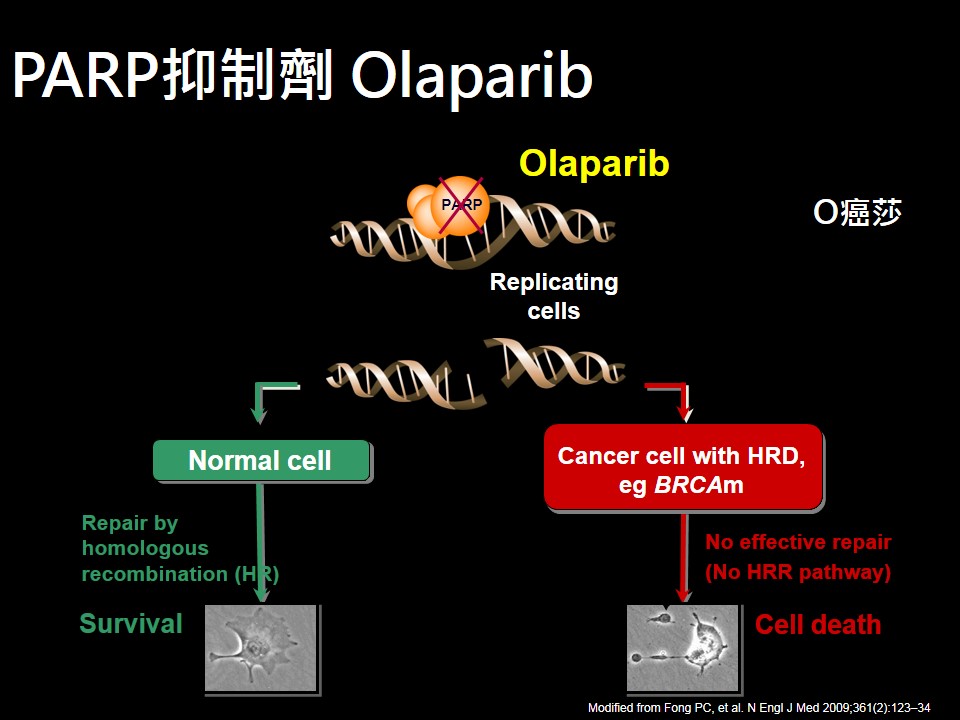 20180629現場25 分鐘 乳癌治療新標靶 PARP抑制劑 1