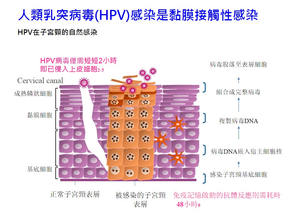 20180630 現場版 婦幼防癌新利器 HPV九價子宮頸癌疫苗 2