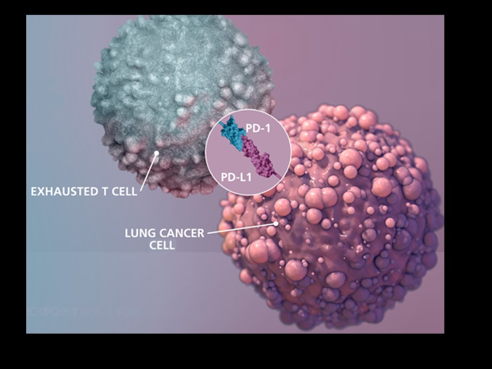 20181117 第3版 看當今免疫治療如何翻轉肺癌第 2