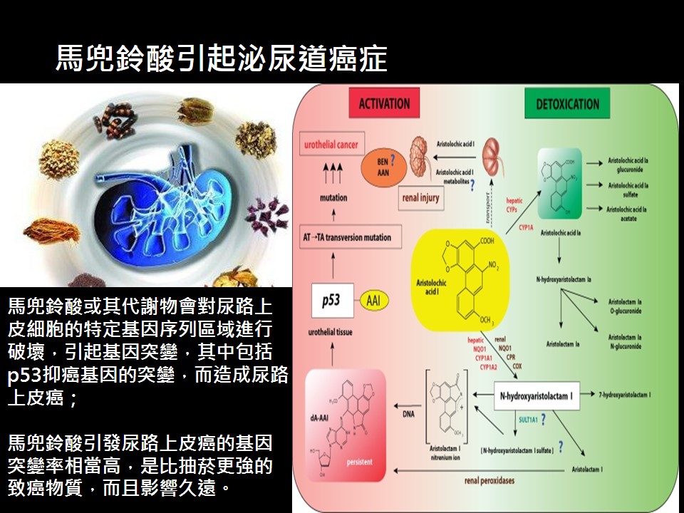 20190309 泌尿系統癌症西醫治療期間 可否輔助 1