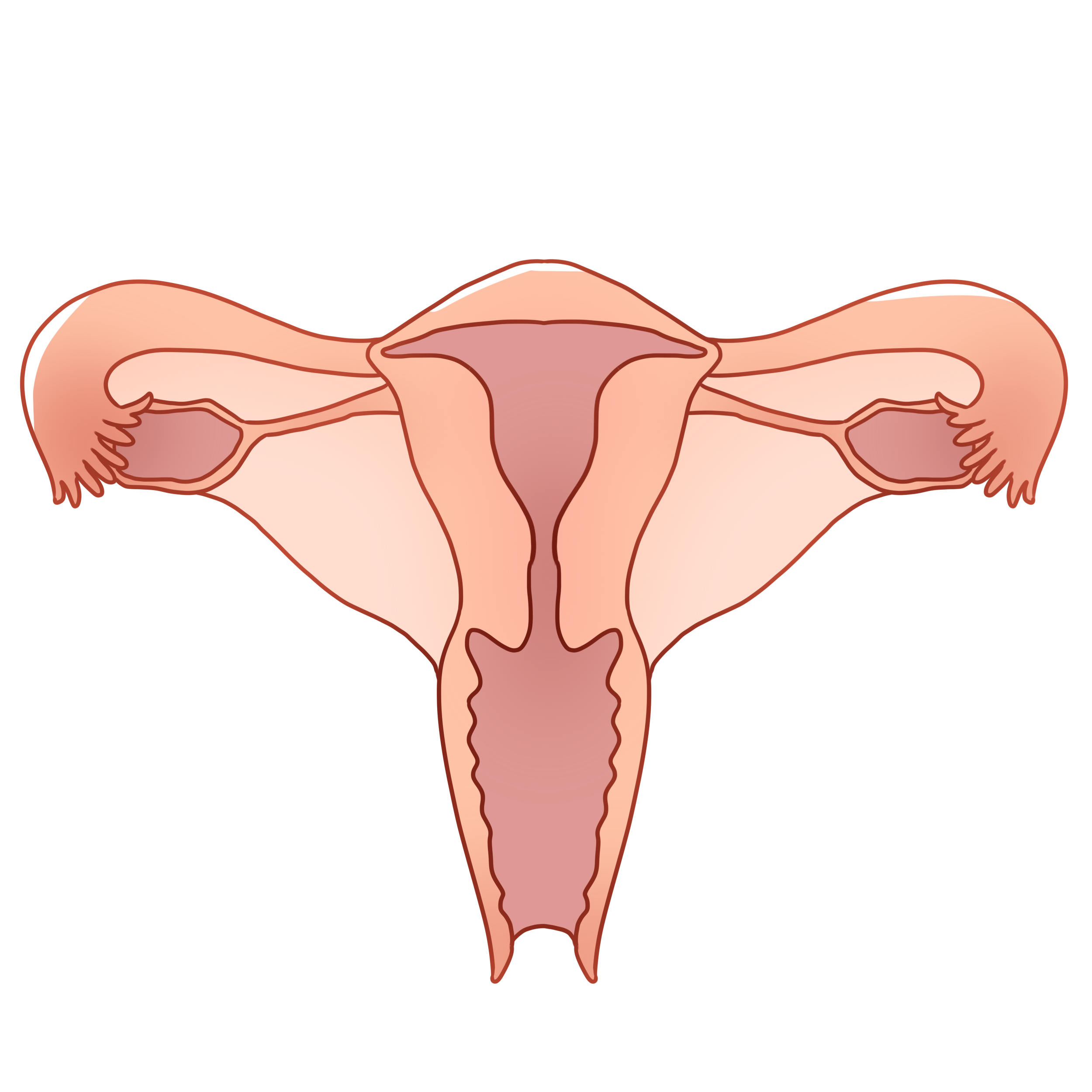 Pngtreefemale uterus organ illustration 4635422