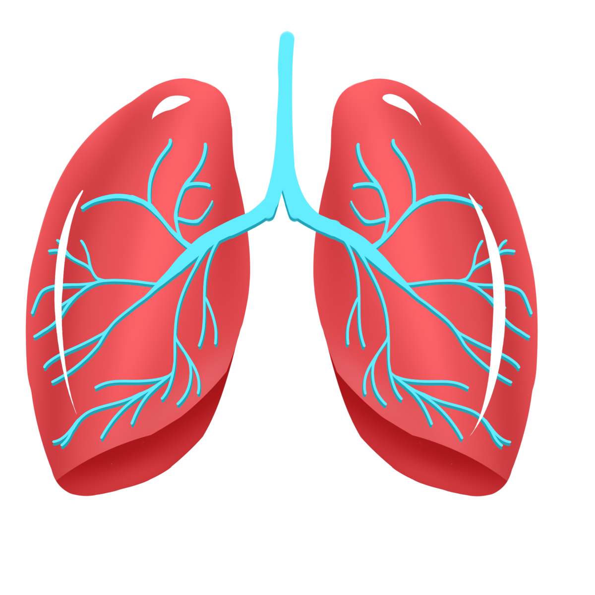 Pngtreehuman organs and lungs 5419423 1 1