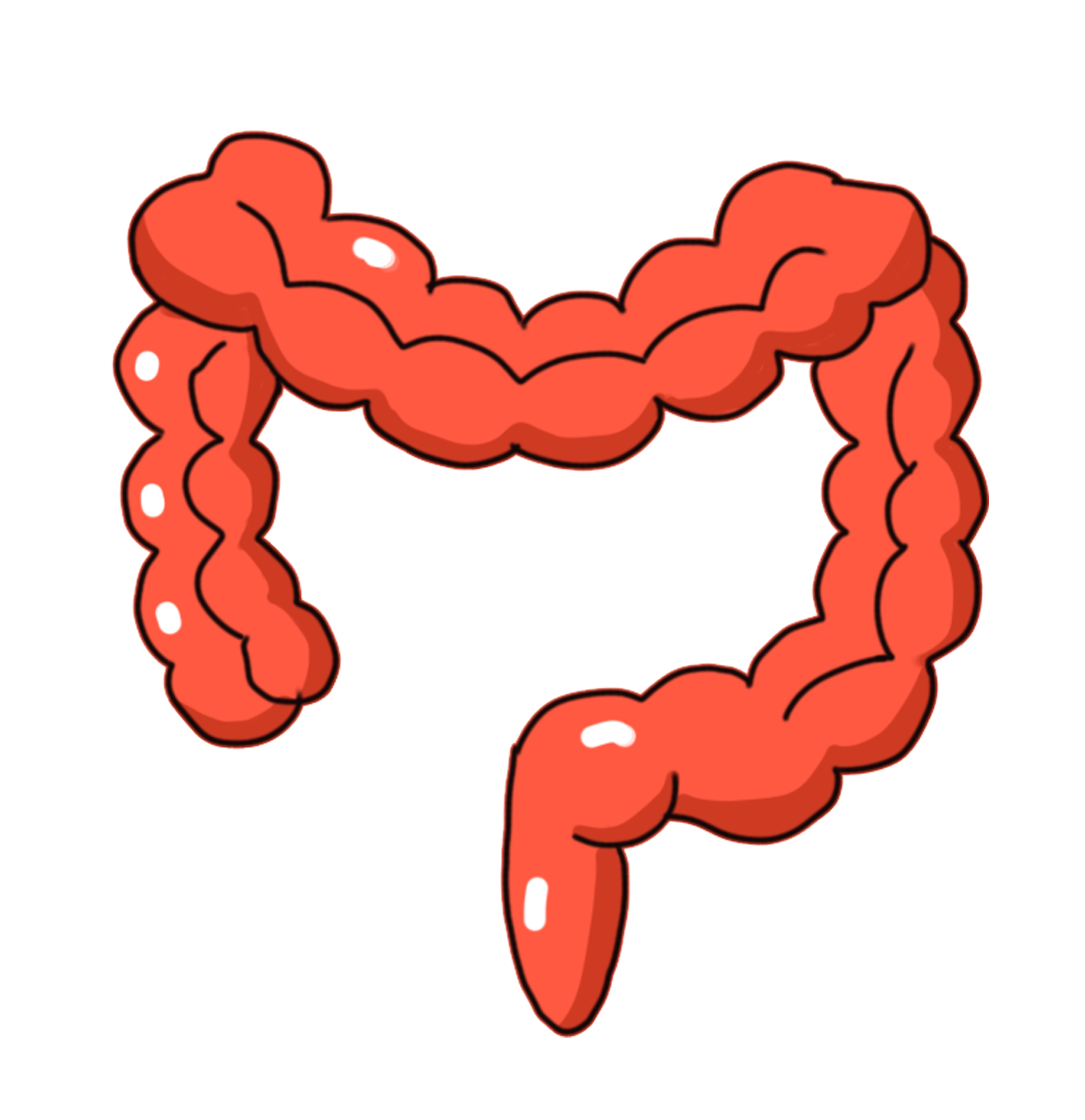 Pngtreehuman organs intestines illustration 4516161