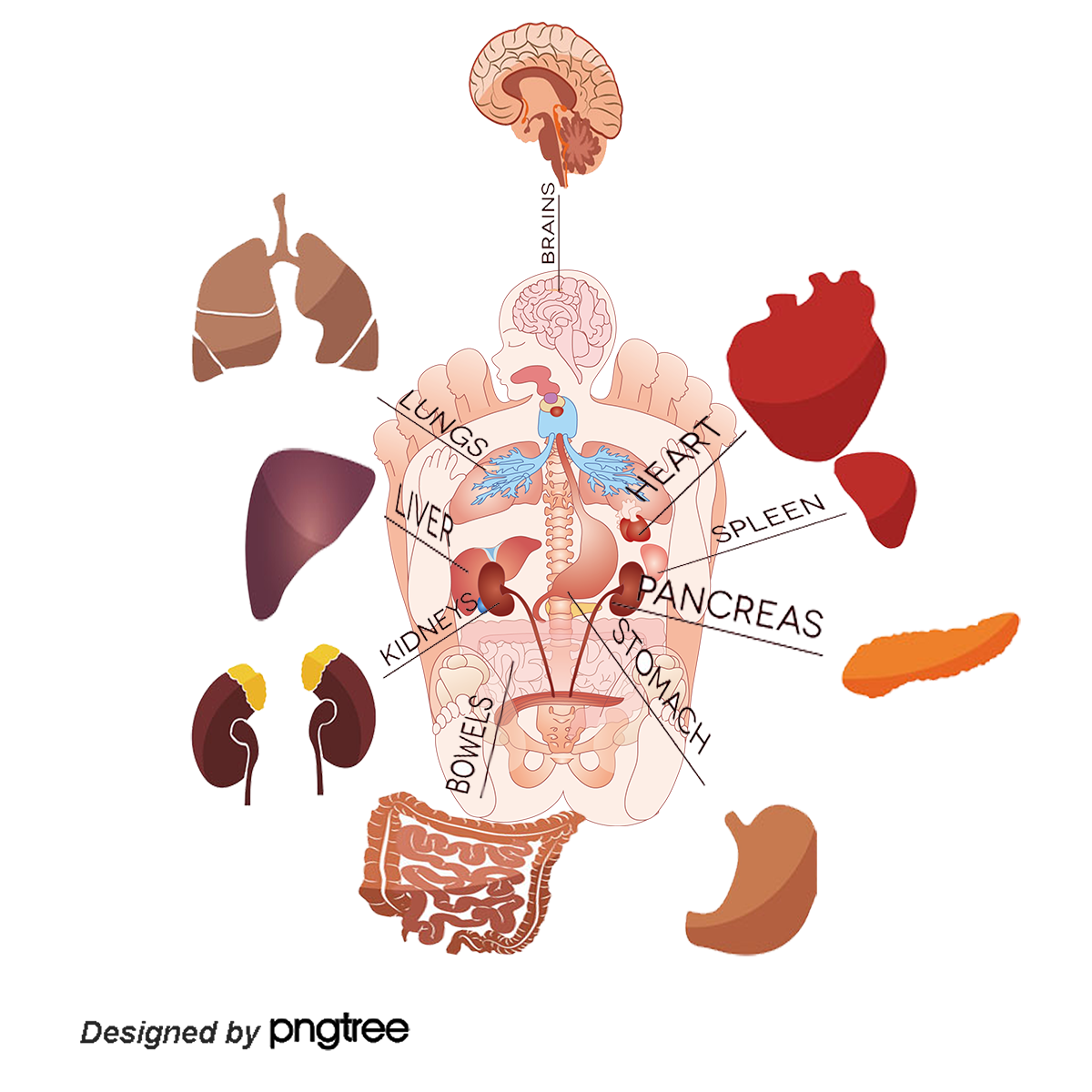 Pngtreeintroduction of human organs 2822805