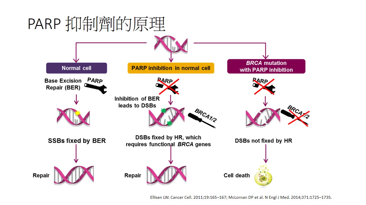 卵巢癌治療新標靶PARP 抑制劑 2