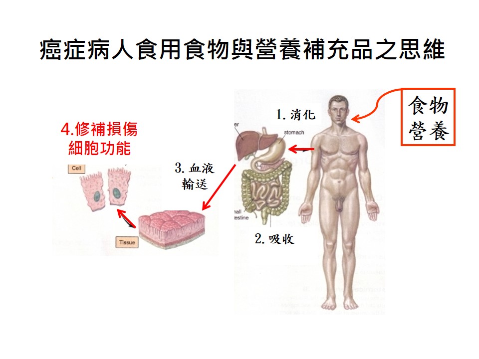 專業營養支持如何協助對抗癌疲憊4