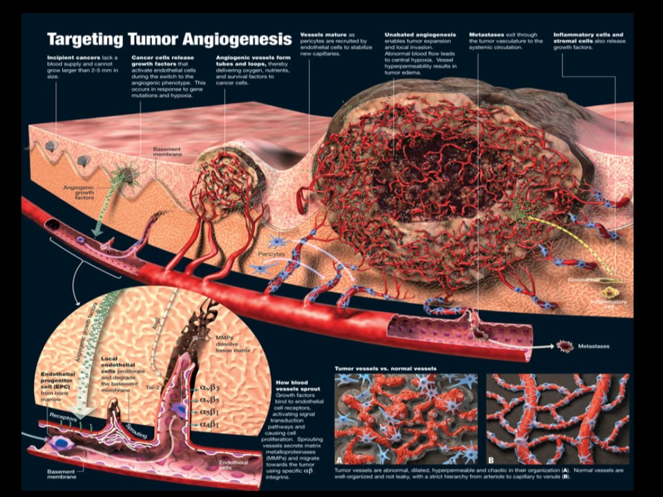 晚期肝癌免疫與標靶治療 1 nexavar投影片14