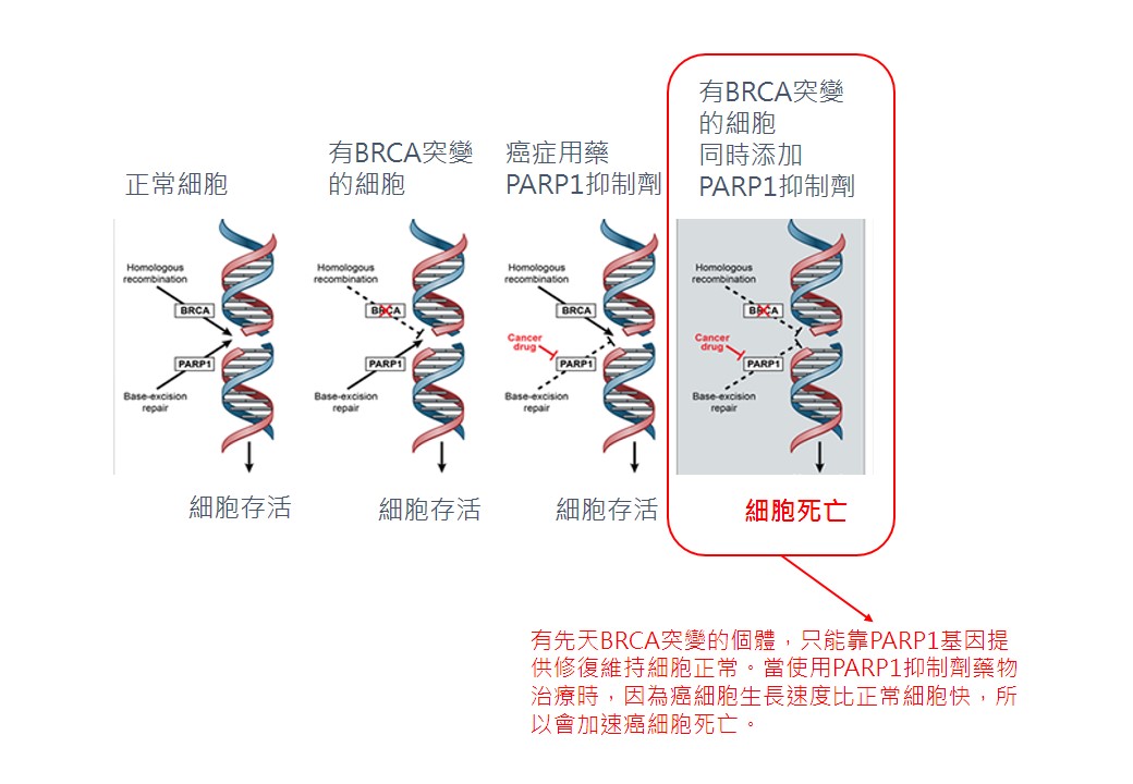 精準演講 20180630署醫BRCA 1